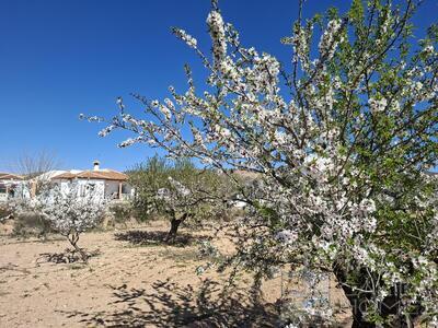 Villa Aster : Resale Villa in Albox, Almería